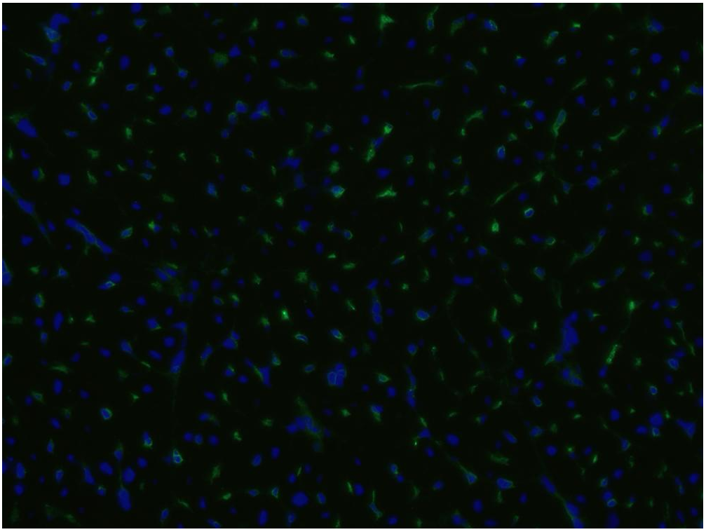 CD105 Antibody