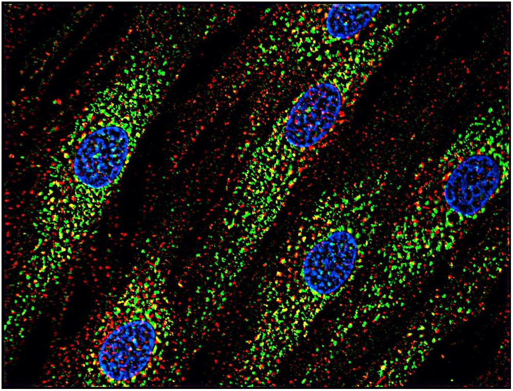 CD63 Antibody