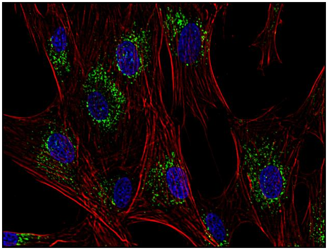 CD63 Antibody
