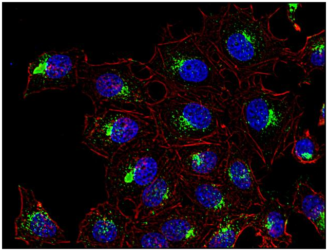 CD63 Antibody
