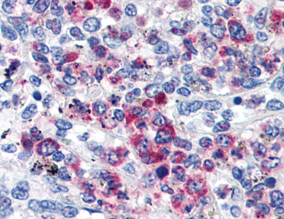 CD63 Antibody