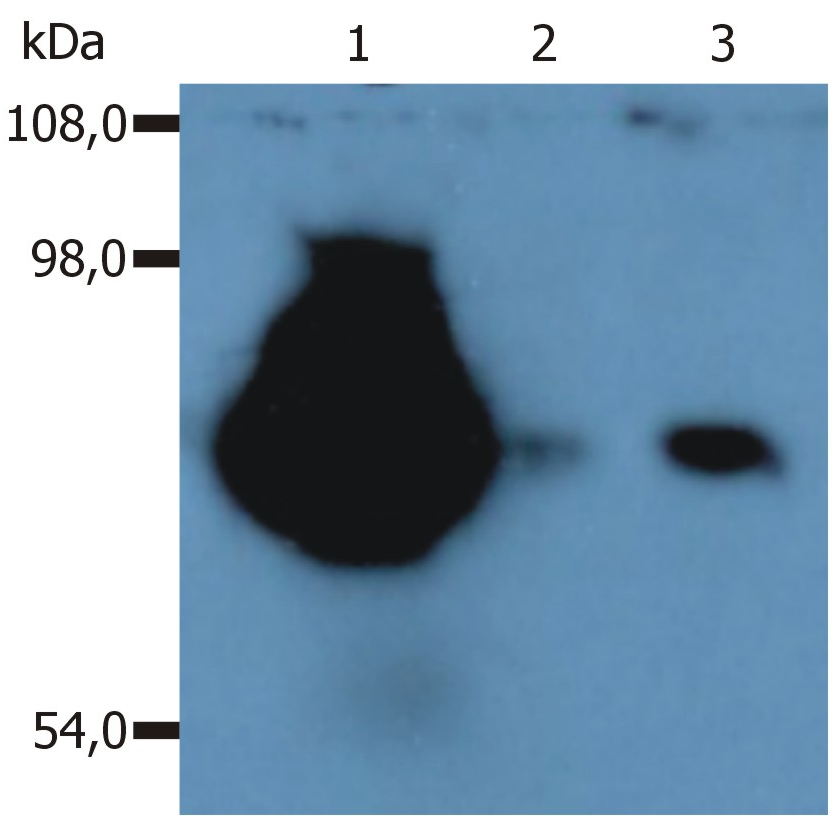 CD44 Antibody