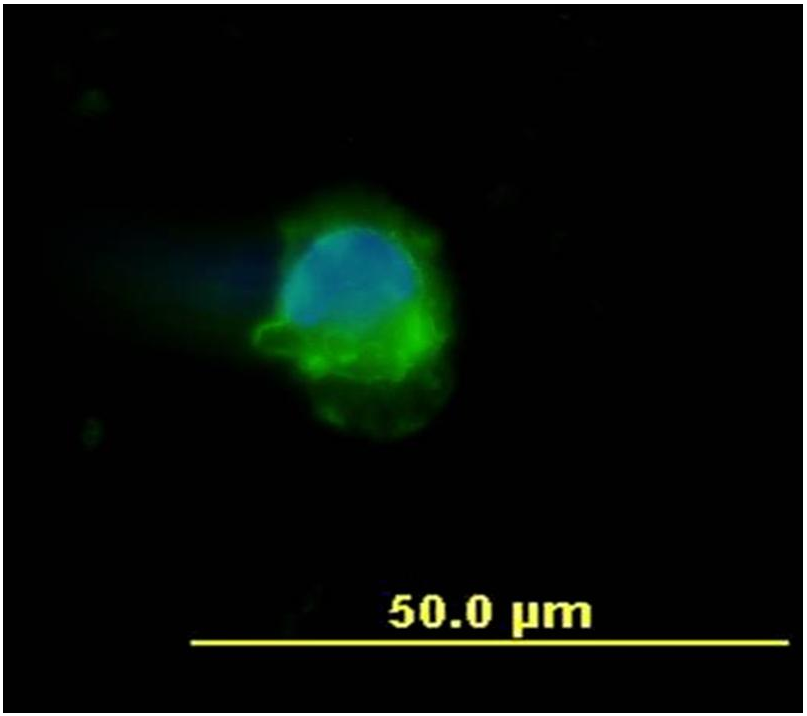 CD45 Antibody