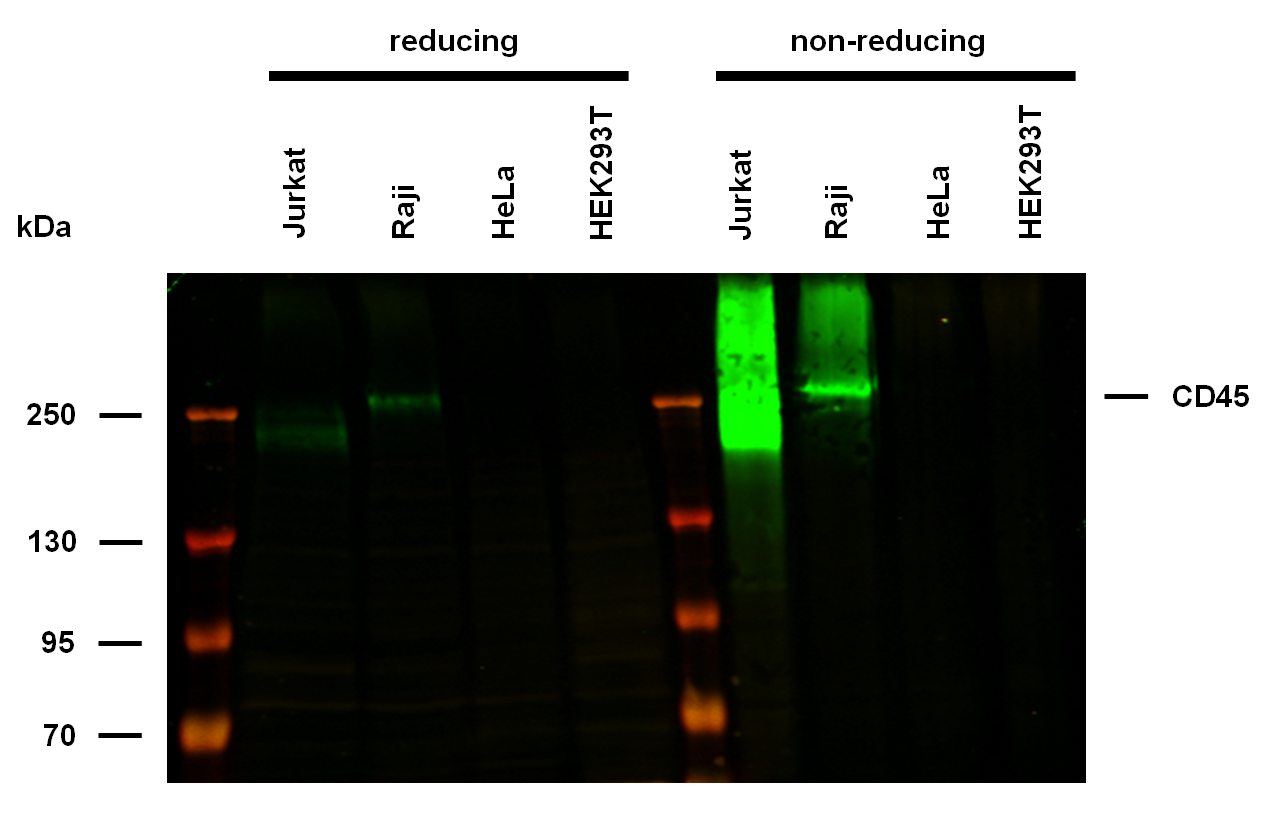 CD45 Antibody