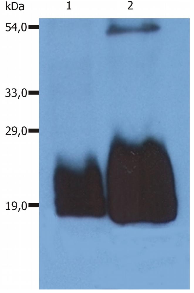 CD59 Antibody
