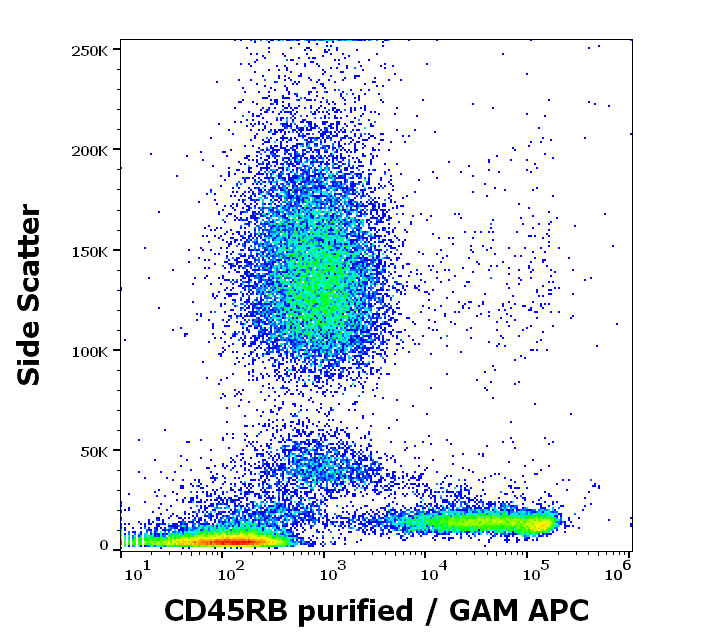 CD45RB Antibody