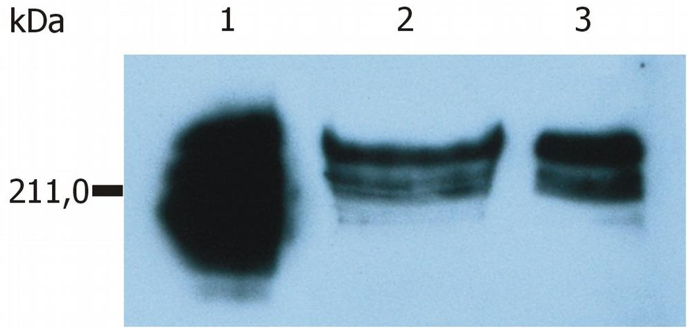CD45RA Antibody