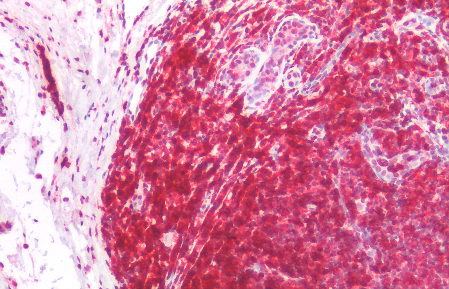 CD45RA Antibody