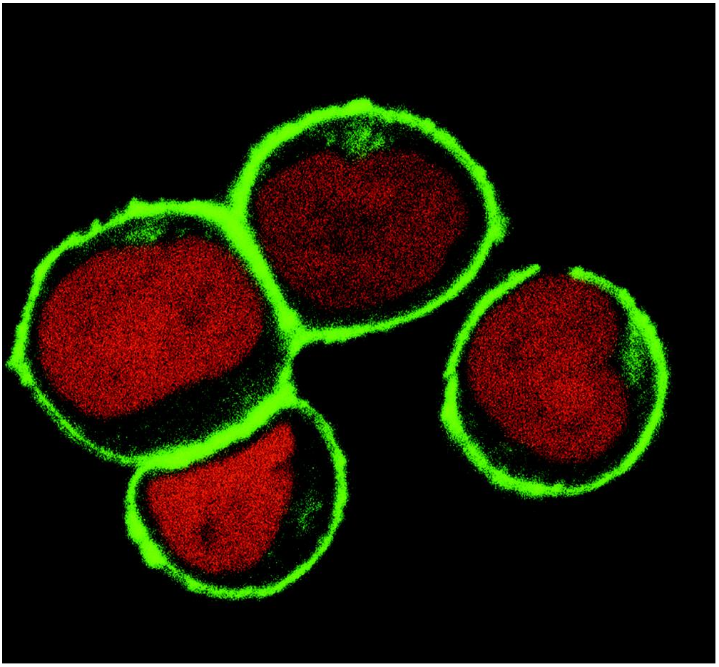 NTAL Antibody