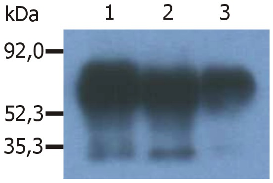 PAG1 Antibody