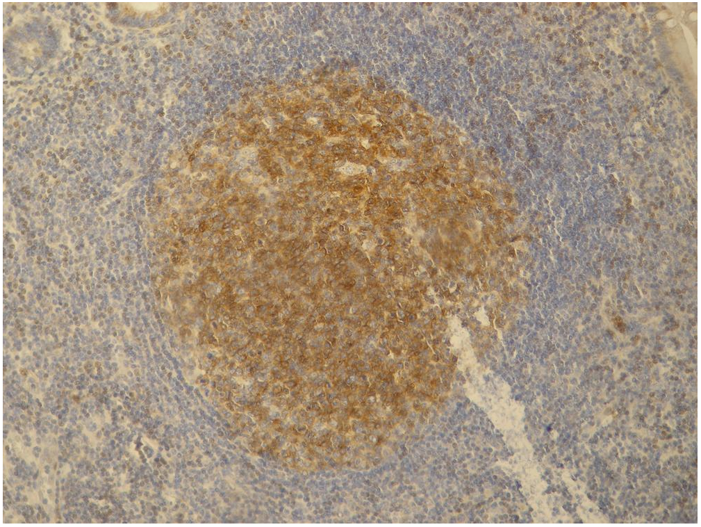 PAG1 Antibody