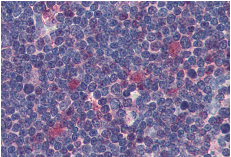 CDK1 Antibody