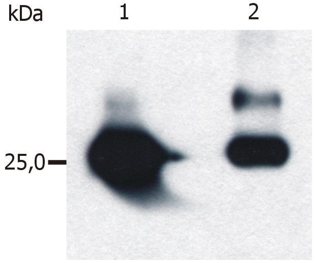 GST tag Antibody