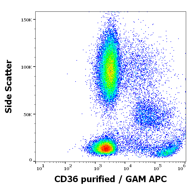 CD36 Antibody