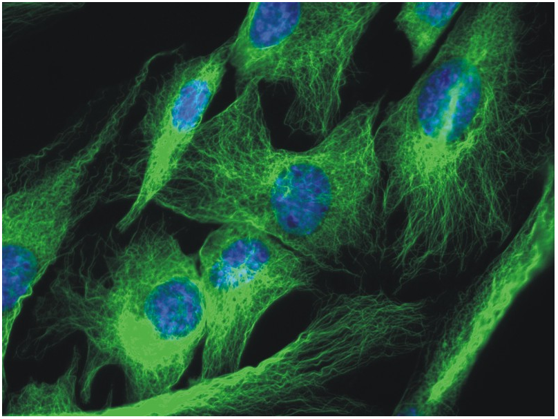 alpha-Tubulin Antibody