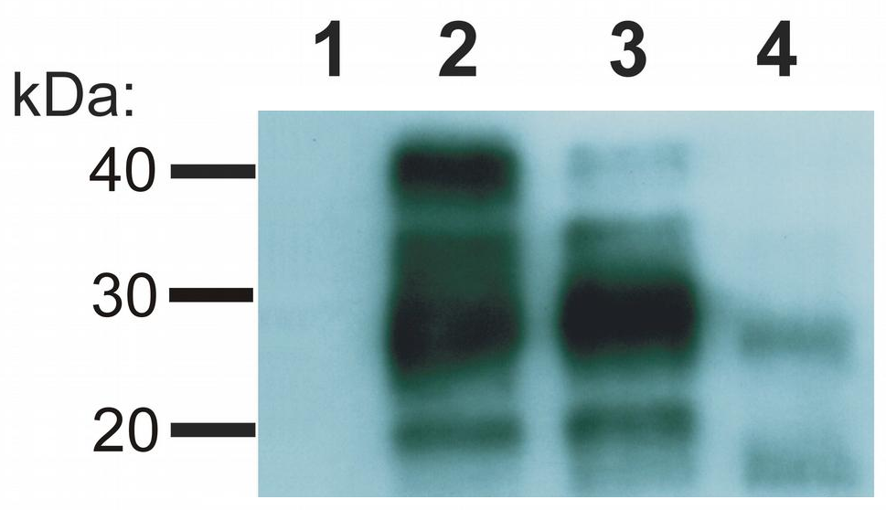 CD230/Prion Antibody