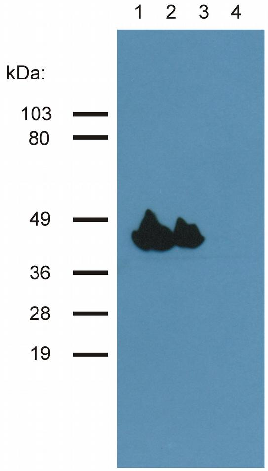 Actin (muscle) Antibody