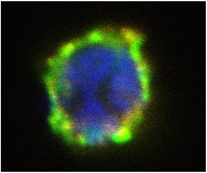 CD203c Antibody (PE)
