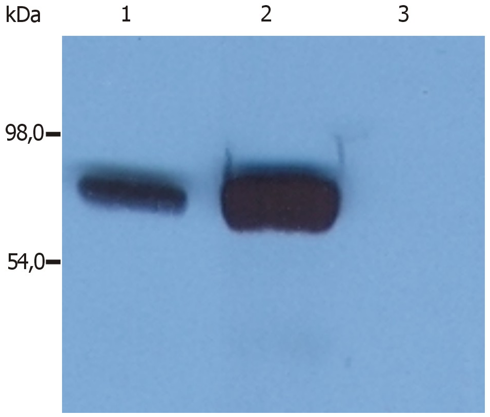 SLP76 Antibody