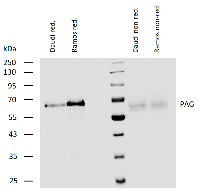 PAG1 Antibody