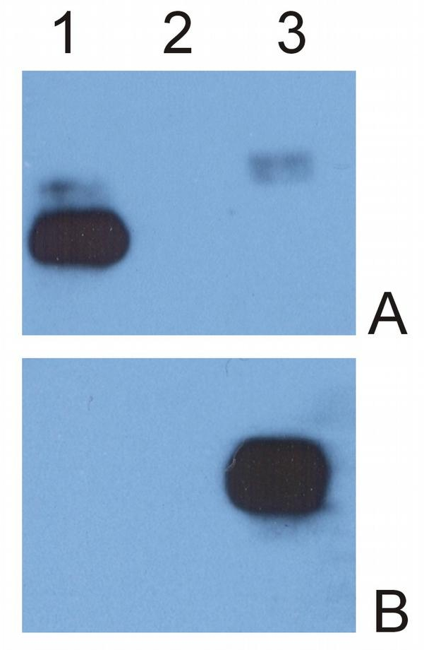 IgG (Fc) Antibody