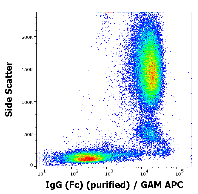 IgG (Fc) Antibody