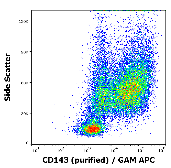 CD143 Antibody