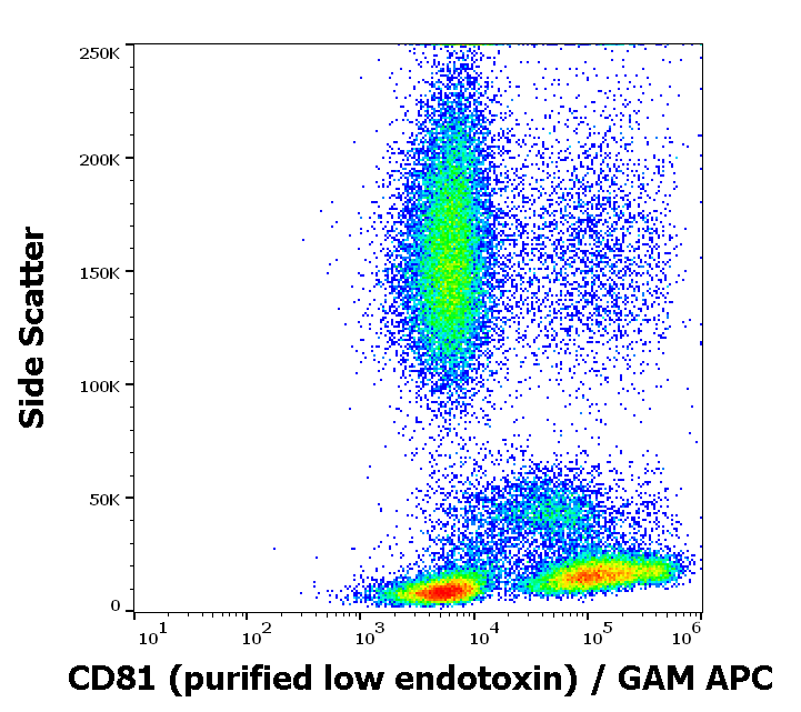 CD81 Antibody
