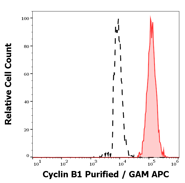 Cyclin B1 Antibody
