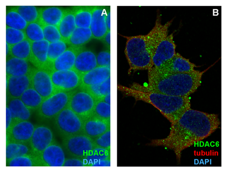 HDAC6 Antibody