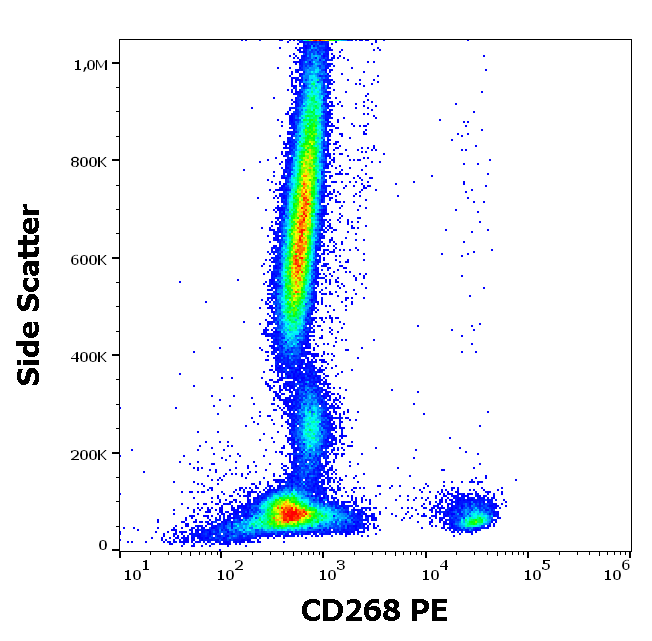 CD268 Antibody (PE)