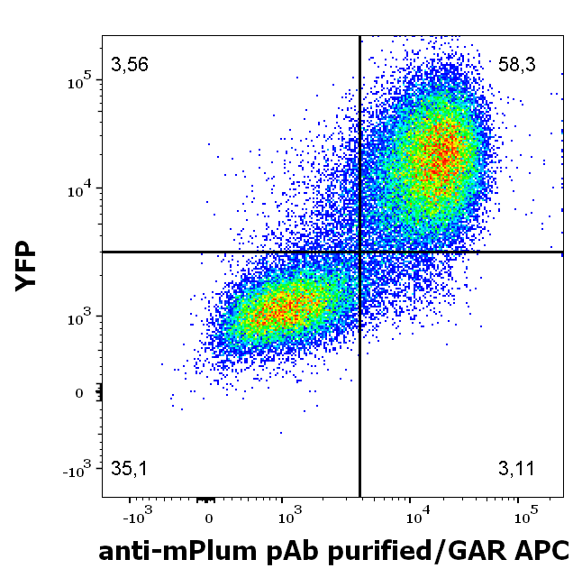 mPlum Antibody
