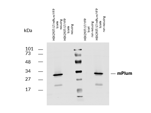 mPlum Antibody