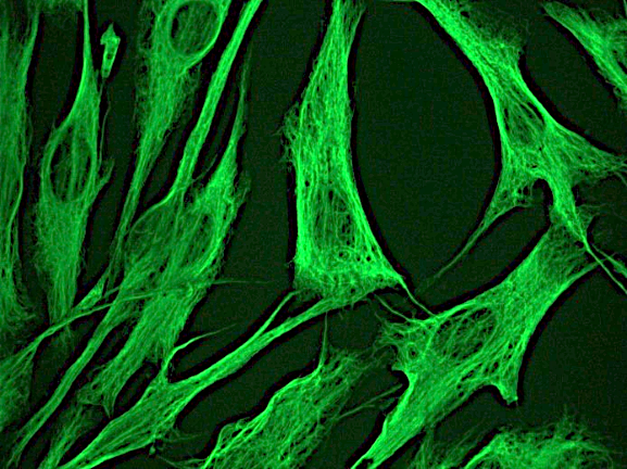 Recombinant mouse vimentin Antibody