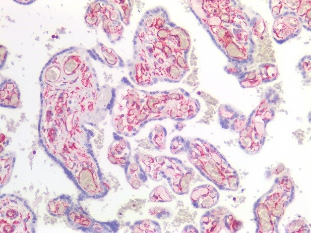 Recombinant mouse vimentin Antibody