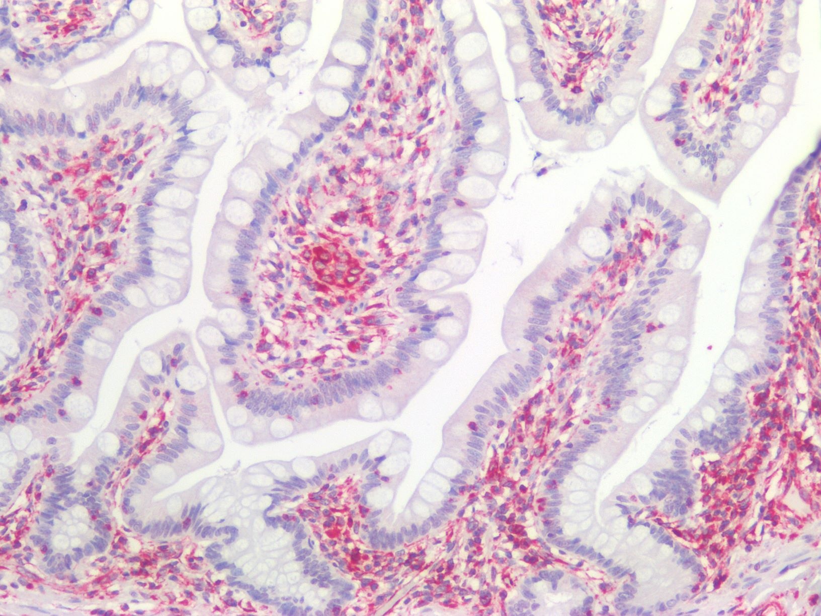 Recombinant mouse vimentin Antibody