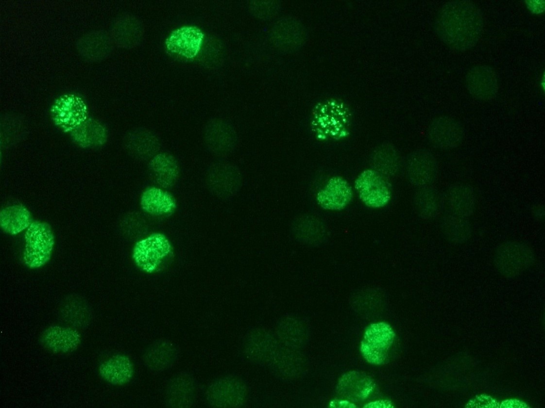 Mouse Bromodeoxyuridine / BrdU Antibody