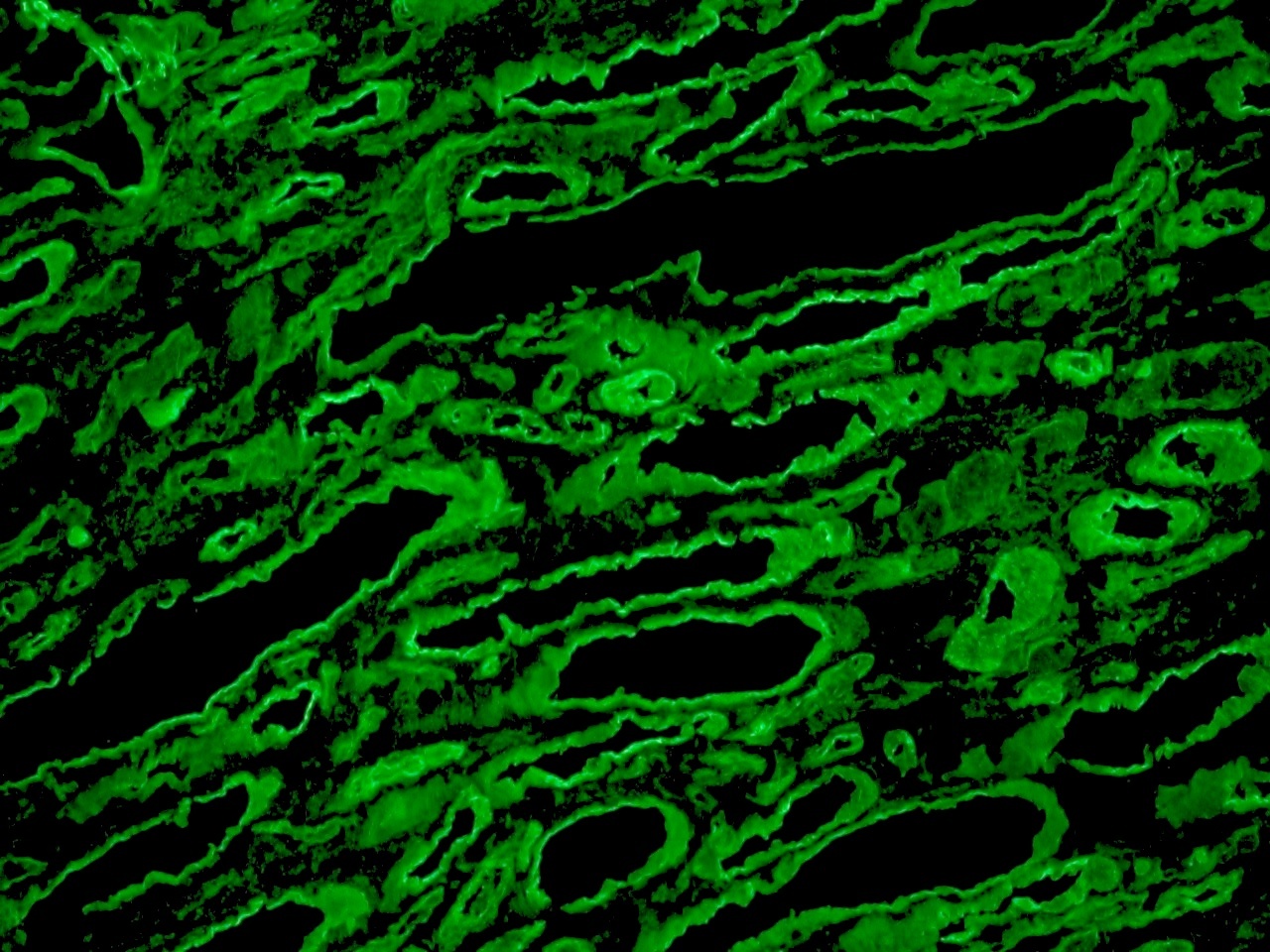 Rat Laminin Antibody