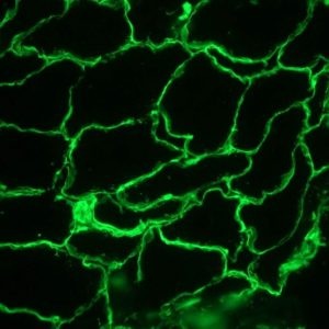 Rat Laminin Antibody