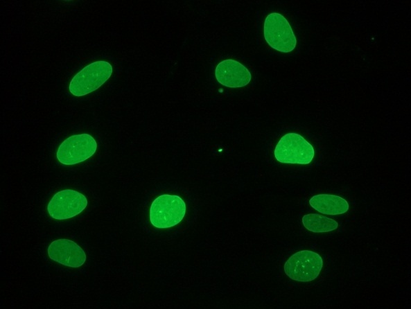 Mouse Lamin A Antibody