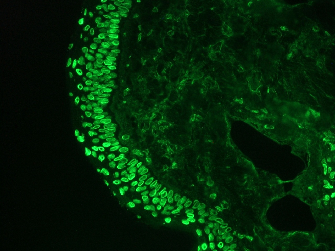 Mouse Lamin A and C Antibody