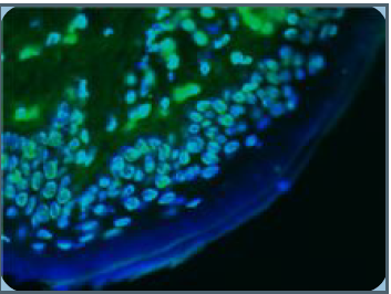 Mouse Lamin A and C Antibody
