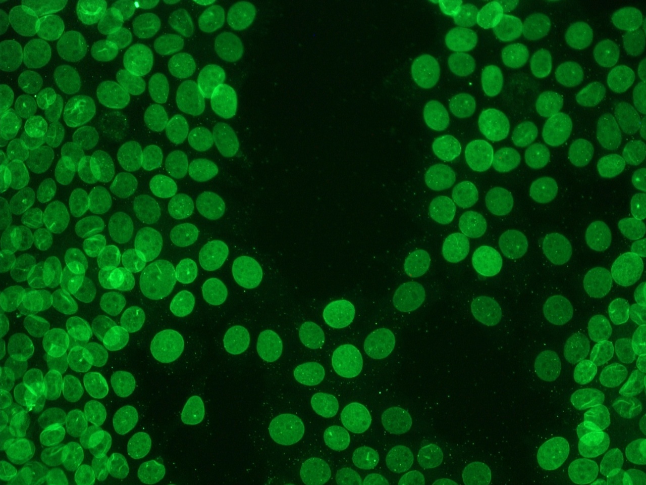 Mouse Lamin B1 Antibody