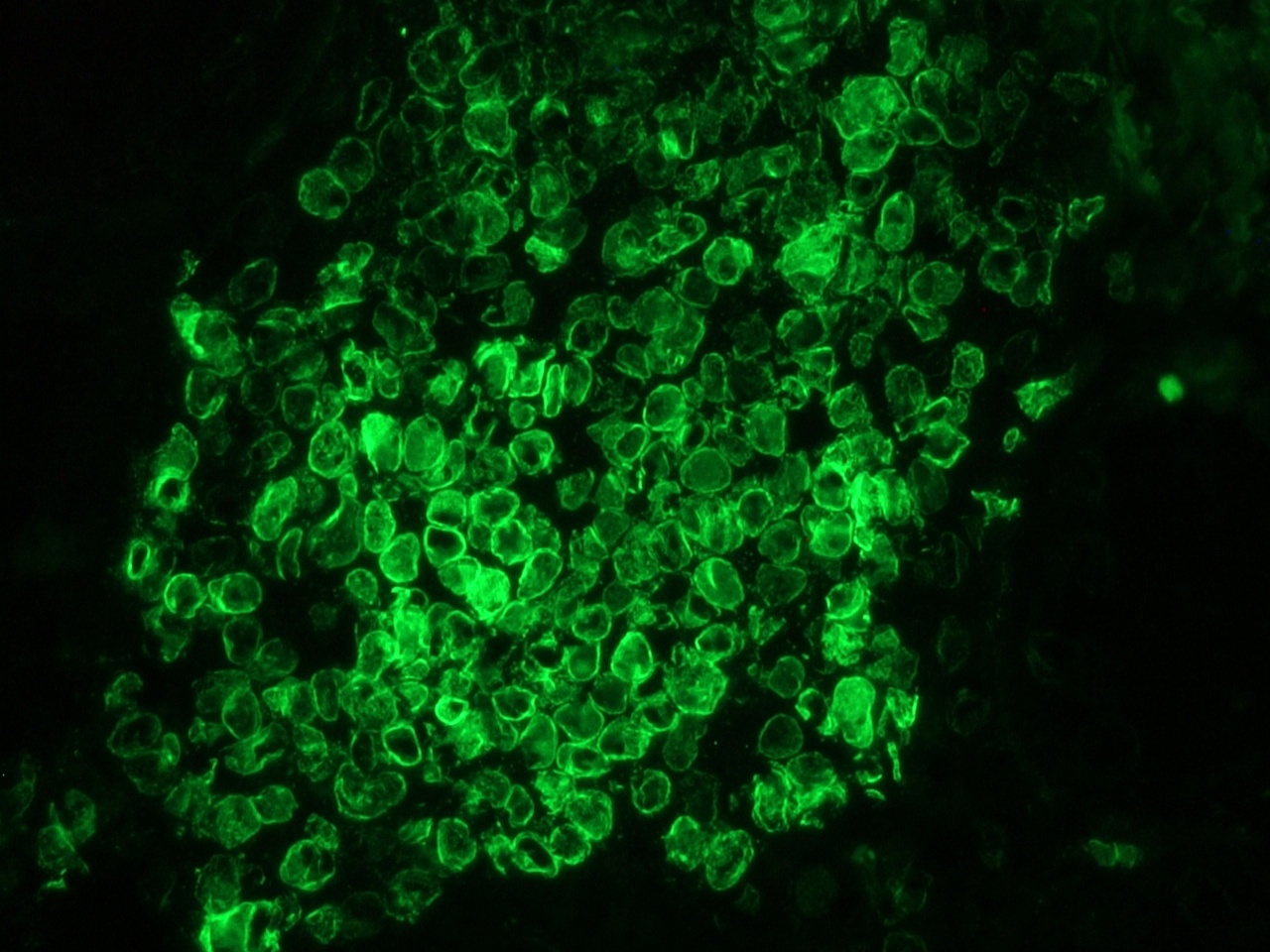 Mouse Lamin B1 Antibody