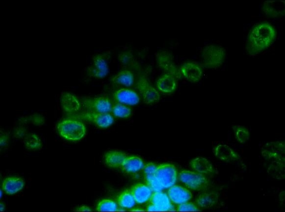 Mouse Lamin B2 Antibody