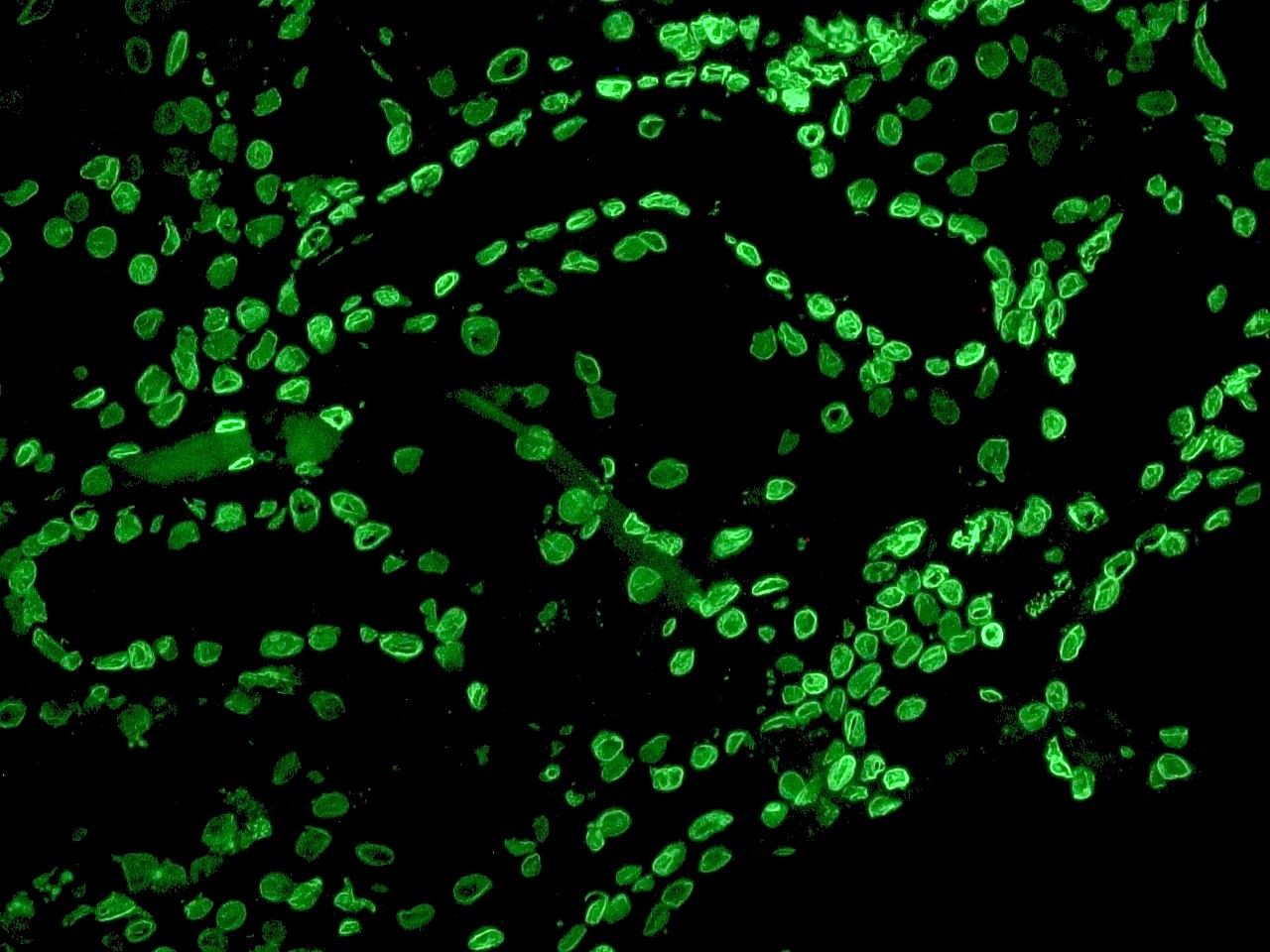 Mouse Lamin B2 Antibody