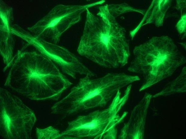 Mouse Nestin Antibody