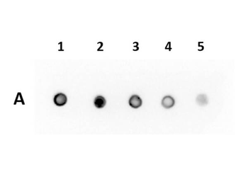 DsRed Antibody