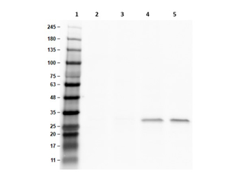 DsRed Antibody