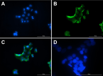 GCG Antibody